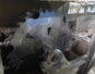 Фотография Линия по переработке пиловочника и тонкомера Брусующий + многопильный со столами и вытяжкой